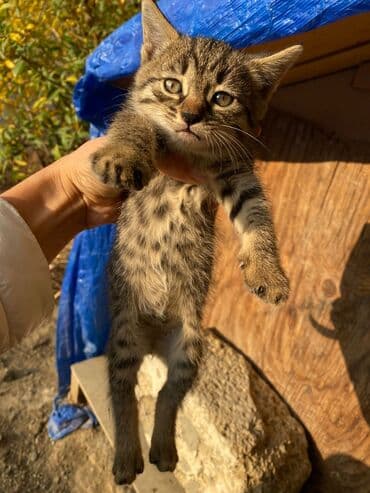 pişik şəkli: Tabbi, Yaxşı əllərə — 4