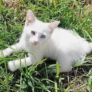 Van, Dişi, Yaxşı əllərə, Ünvandan götürmə