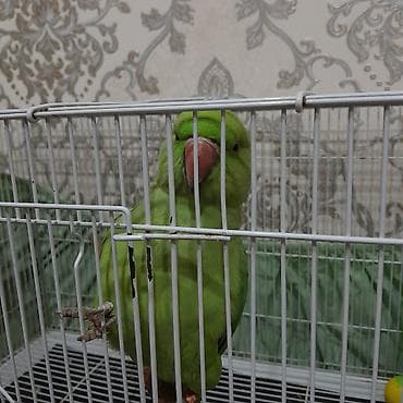 Yaşıl rəngli halqa boyunlu papuqay (alexandrine/rose-ringed tipinə