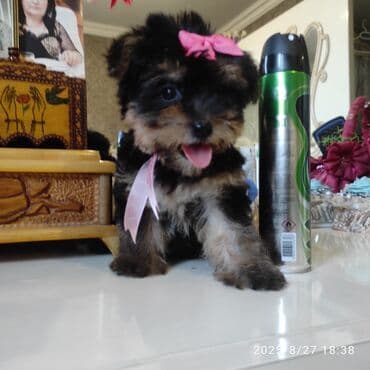 itler bala: Yorkşir teryer — 21