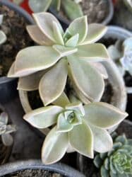 kalanxoye bitkisi: Her kimete var Otaq və balkon üçün dekorativ bitkilər kolleksiyası - — 22