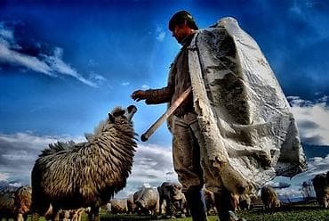 Təhsil, elm: Çoban tələb olunur 10 baş sağılan inək,aparatla sağılır,7 baş buzov — 2
