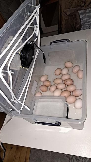 Оборудование для магазинов: Полностью автоматическая — 2