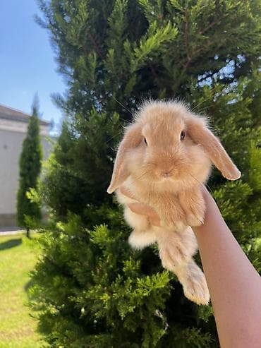 it sekil: Çox gözəl və nadir rəngə sahib Holland Lop balası satılır. 🐰 2 aylıq — 5