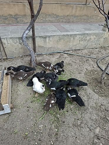 pisik ucun evler: Muscovy ördəkləri (indoutka) – bir qrup gənc quş - Rənglər: qara-ağ — 3