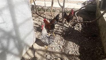 kend xoruzu: Məhsul: Xoruzlar (bir neçə baş) Təsvir: - Şəkillərdə müxtəlif rəngdə — 1