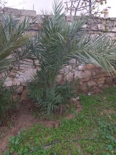 Xurma palması fidanları - Növ: Phoenix dactylifera (xurma palması) -