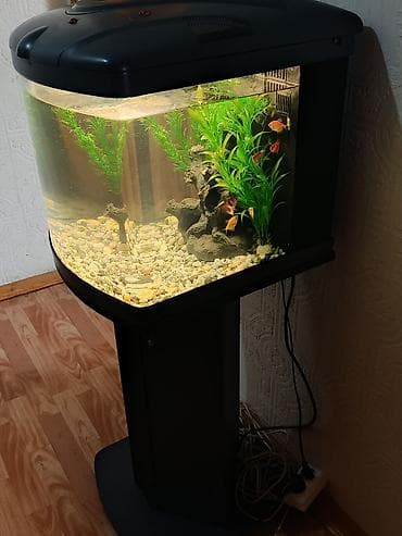 nemo baliq: Salam zavod akvarium samp sistem her şeyi var soyutma sisteminə kimi — 1