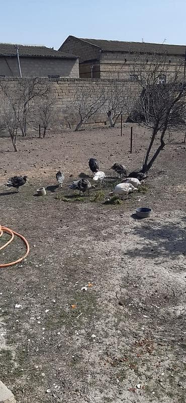 it evlerinin satisi: 8 Fərə 1ərkəy hinduşka maraqlanan zeng elesin müxtəlif rəng və — 1