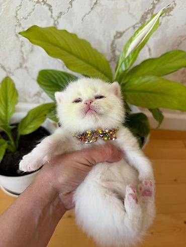 Ağ tüklü balaca pişik balaları - Cins: qulaqları yüngül qatlanan