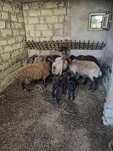 Heyvanlar: Dişi, Qala, il: 1, Damazlıq — 3