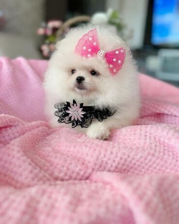 kreditle it satisi: Şpitz, 2 ay, Erkek, Peyvəndli, Ödənişli çatdırılma — 3