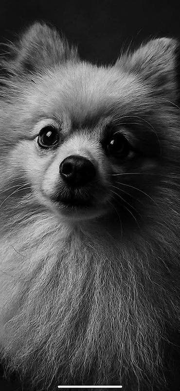 Şpitz, 2 il, Erkek, Peyvəndli, Ünvandan götürmə