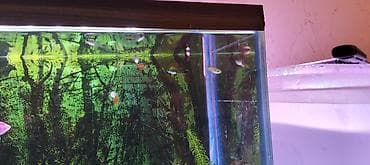 Balıqlar: Quppi, Sülhsevər, Ünvandan götürmə — 7