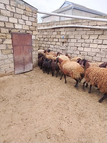 coban axtaranlar: Qoyun sürüsü – yerli ətlik/yunlu tip - Tərkib: eyni həyətdə — 10
