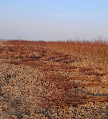 qab qacaqlar: Məhsul: ting və kol bitkiləri (gül və meyvə ağacı tingləri) - Gül — 7