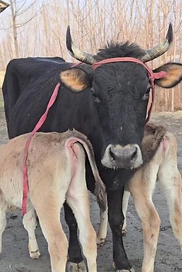 Satılır balası əkizdi balası 2 sidə dişidi