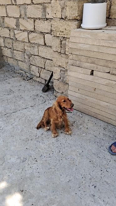 itlerin qidalanmasi: Koker spaniyel — 1