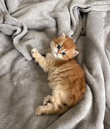 Zərif, qızılı rəngdə uzun tüklü şirin balaca pişik balası. - Yumşaq