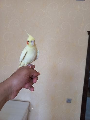 korella quş: Növ: Nimfa (Cockatiel), sarı/albino rəng çaları Xüsusiyyətlər: - Başda — 3