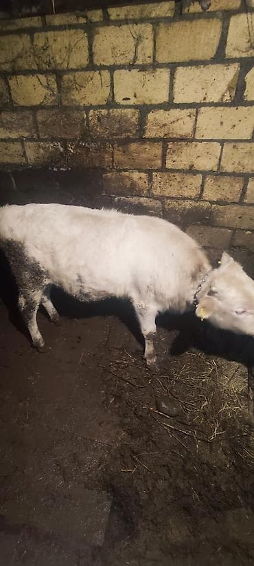 qara it sekilleri: Dana, buzov, Erkək, ay: 12, 130 kq, Ətlik — 5