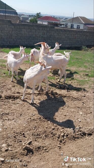 электрическая машинка для стрижки овец: Bir neçə baş ağ rəngli keçi satılır. Keçilər normal bədən quruluşuna — 3