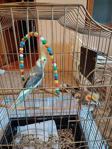 Nimfa (cockatiel) cütlüyü və qəfəs dəsti Məhsulun tərkibi: - 2 ədəd