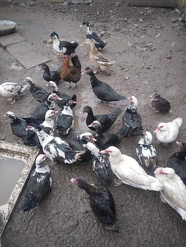 cuce yem qabi: Dişi, | Lal ördək, Damazlıq, Ödənişli çatdırılma — 2