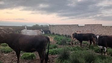 С/х животные и товары: Iri damazliq mallardir toplu sekilde satilir bogaz da var bu gun — 3