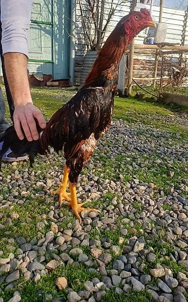 akvarium balıq növləri: Saglam heyvan təmiz cins isdyənlər buyursun — 4