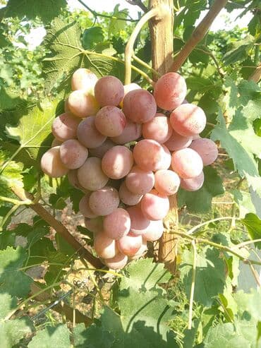 innab ağacı: Moldova sortu qara üzüm hem süfrəlik həmdə texniki üzüm növüdur ve iri — 3