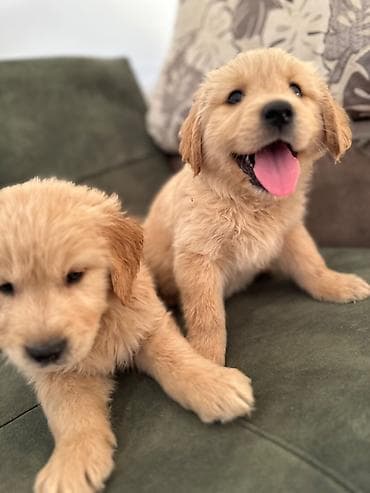 erkek: Labrador-retriver, 1 ay, Erkek — 9