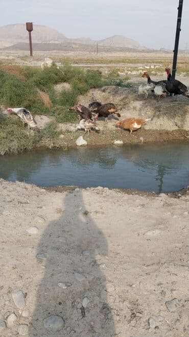linqorin toyuqlar: Erkək, Damazlıq, Ödənişli çatdırılma — 1