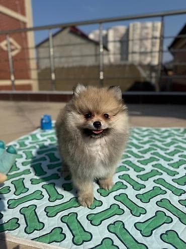 husky balası: Şpitz, Erkek — 5