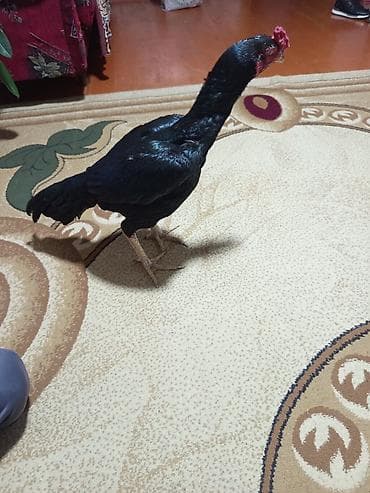 ev piwiyi: Qara rəngli uzunboyun döyüş tipli xoruz - Rəng: tam qara, yüngül — 1