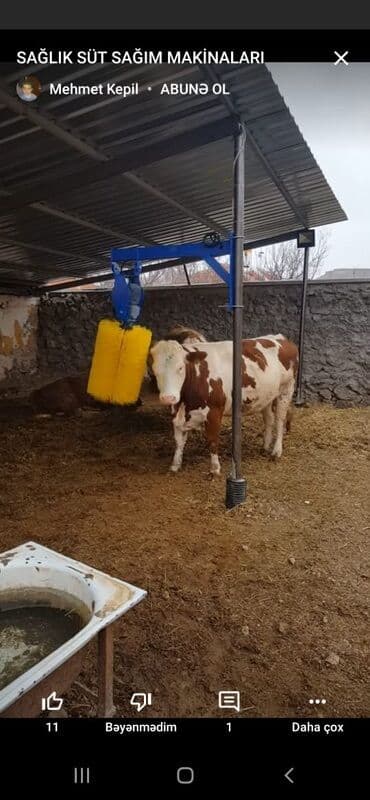 inək südsağan aparat: Fermer təsərrüfatlarında heyvanların təmizlənməsi üçün nəzərdə — 2