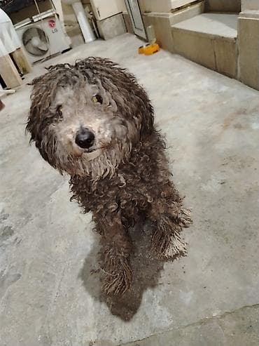 mal bazari 2020: Pudel, 3 ay, Dişi, Peyvəndli, Ünvandan götürmə — 3