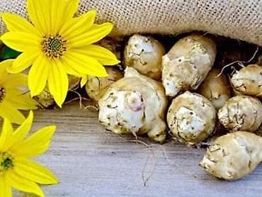 Yer alması. Müalicəvi bitki topinambur və ya yer alması. Əsasən şəkər