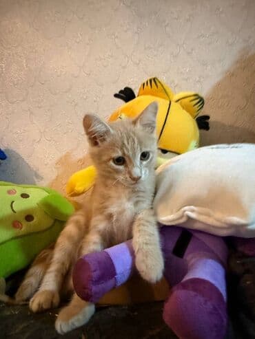 şotlan pişik: Şotland yastı qulaq, Erkək, Dişi, Yaxşı əllərə, Ünvandan götürmə, Pulsuz çatdırılma, Ödənişli çatdırılma — 149