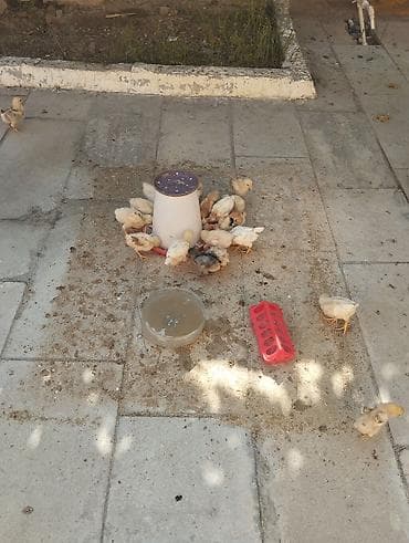 broyler cücə: Cücələr və yemləmə-avadanlığı paketi - Cücələr: fotoda görünən sayda — 1