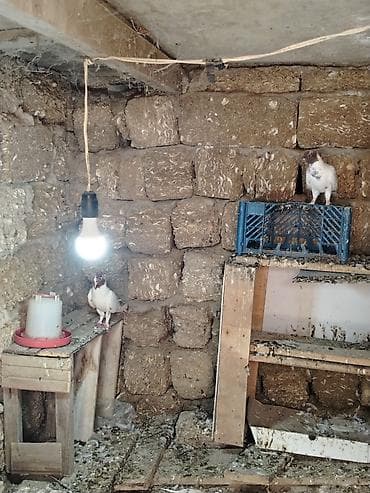 göyərçin satışı: Sort goyercinlerdir tecili satilir 3 u birlikde 80 azne baxa bilmirem — 1