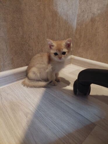 bala haski: Qızıl şinşilla, Erkək, Dişi, Ünvandan götürmə — 7