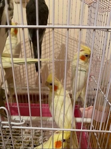 alpet zoo: Dağıstan sortu cüte hazır dişi ve erkək korellar var sağlam quşlardır — 2