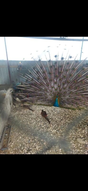 хары бюльбюль купить: 0773006210 vp aktiv.Məhsul: Təlimli tovuz quşları (Pavo cristatus) – — 4