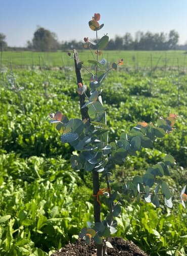 Məhsul: Eucalyptus gunnii (Baby Blue) tingləri Təsvir: -