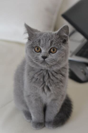 Gəmiricilər: Britan, Dişi, Yaxşı əllərə, Ödənişli çatdırılma — 2