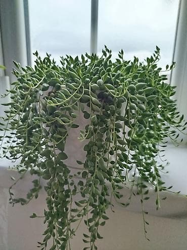 ev bitkiləri: Succulent – Senecio rowleyanus (String of Pearls) asma formada - — 2