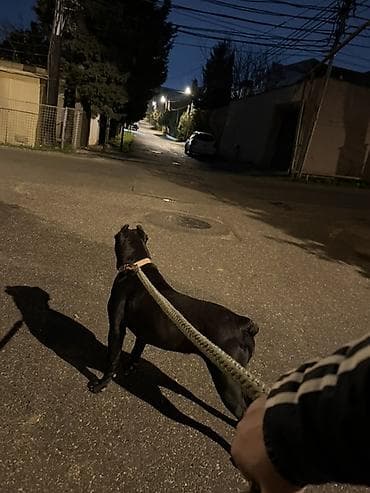 it ucun ip: Kane-Korso, Dişi — 1