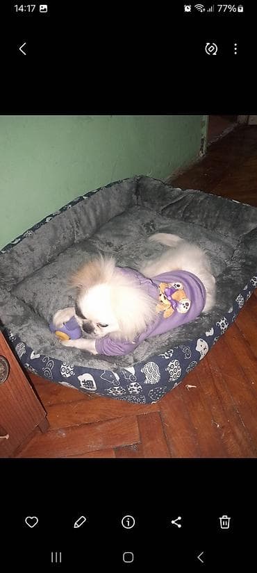 quru cörek: Pekines, 10 ay, Peyvəndli — 7