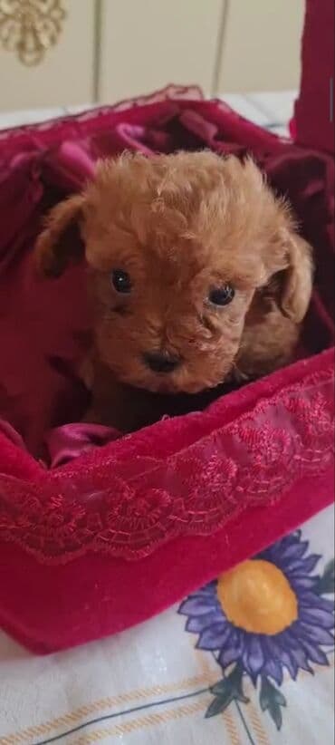 toy budel: Pudel, 3 ay, Erkek, Peyvəndli, Ünvandan götürmə — 3